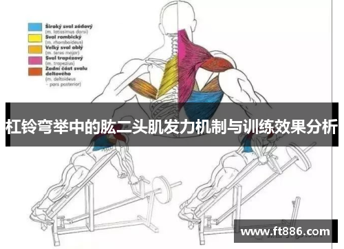 杠铃弯举中的肱二头肌发力机制与训练效果分析
